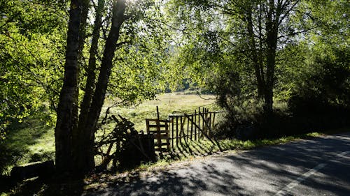 Fotos de stock gratuitas de arboles, carretera, cerca