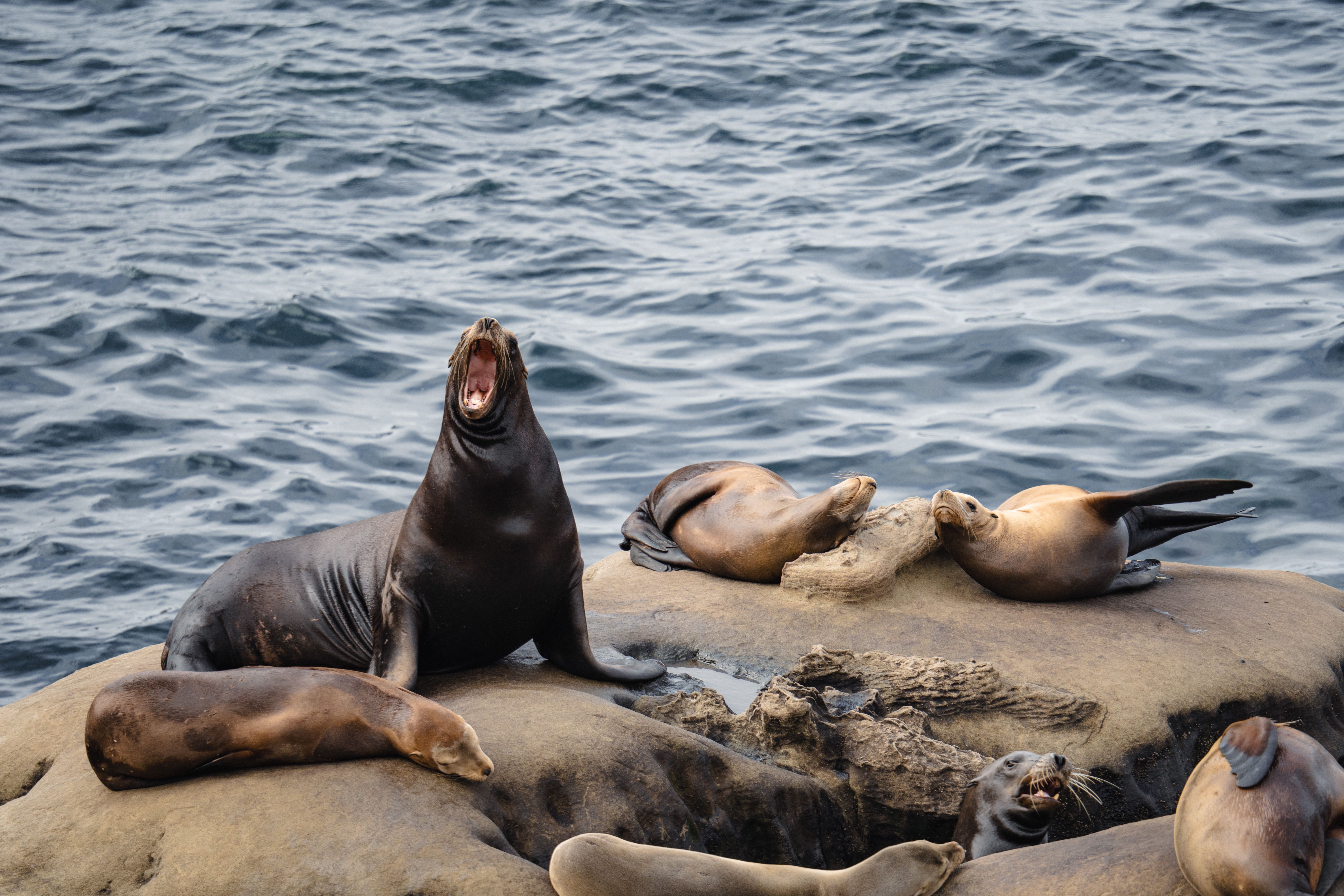 What animal kills sea lions? - The Institute for Environmental Research ...