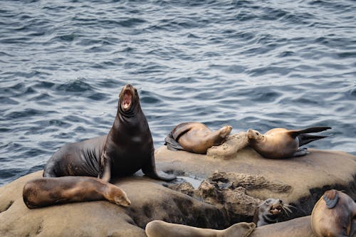 Photos gratuites de caillou, lions de mer, mammifères