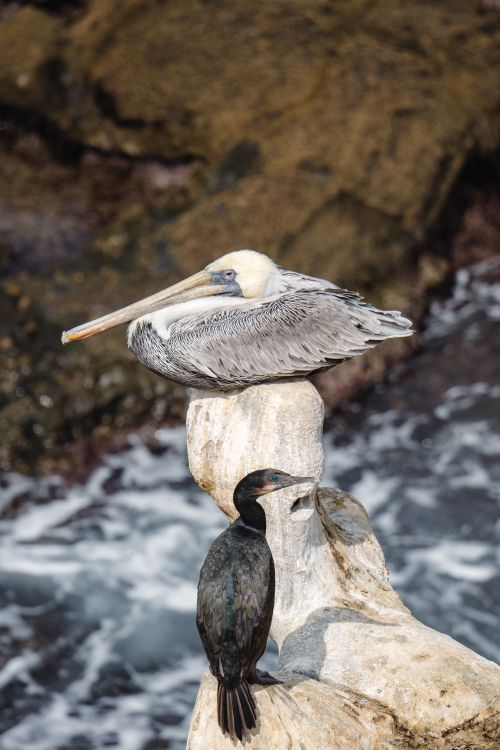 Free A brown pelican and a cormorant perched on rocks by the sea, showcasing coastal wildlife. Stock Photo