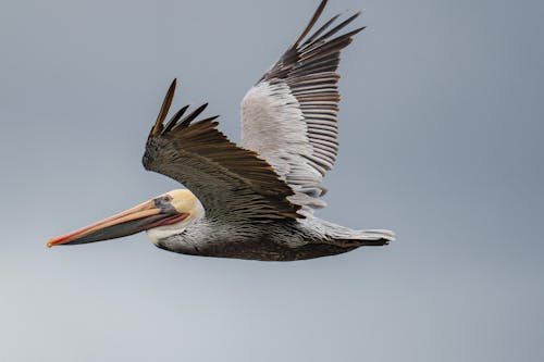 Photos gratuites de aviaire, oiseau, oiseau de mer