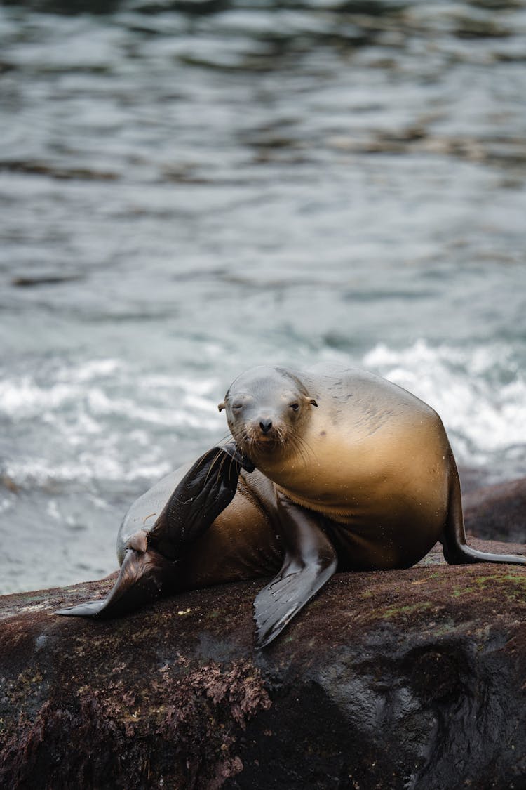 Seal On Rock