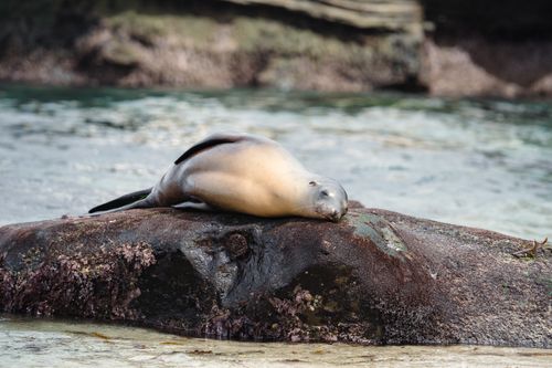 Free Sea lion resting on a sunlit rock by the ocean, showcasing wildlife in its natural habitat. Stock Photo