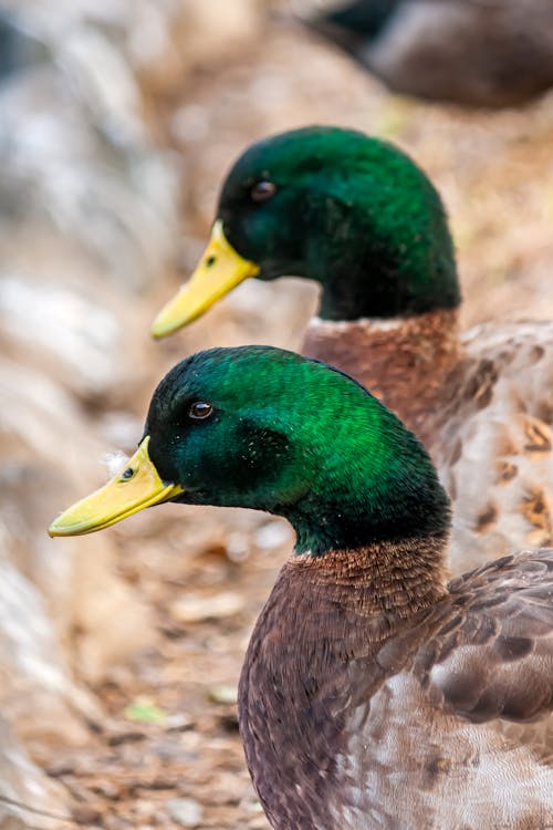 Close-up of Male Mallard Ducks 