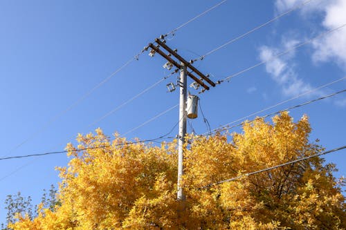 Utility Pole over Yellow Trees