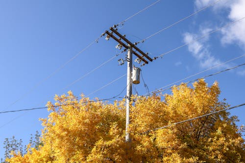 Immagine gratuita di alberi, autunno, cadere