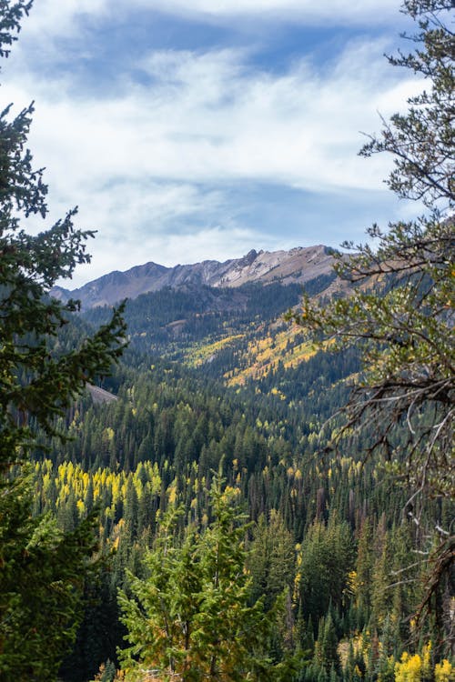 Forest on the Slopes of the Mountains