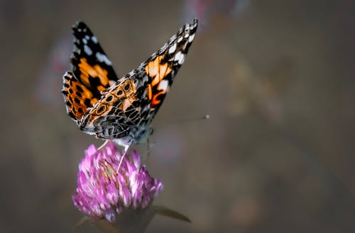 Close-up of a Butterfly on a Flower 