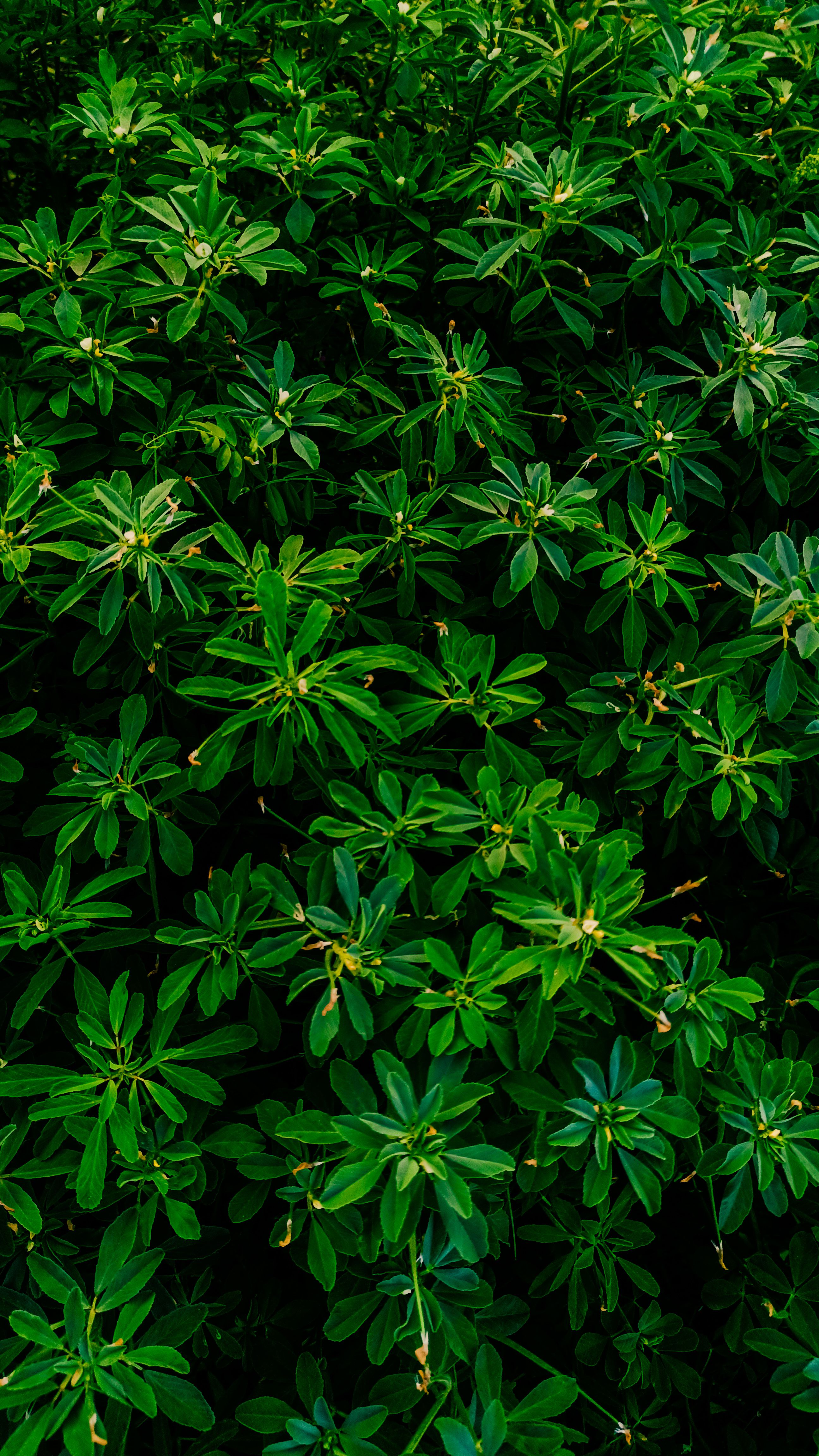 Fotomural Follaje verde vibrante capturado en plena floración, mostrando la belleza natural del verano.