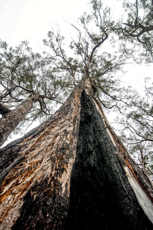 Burnt Tree