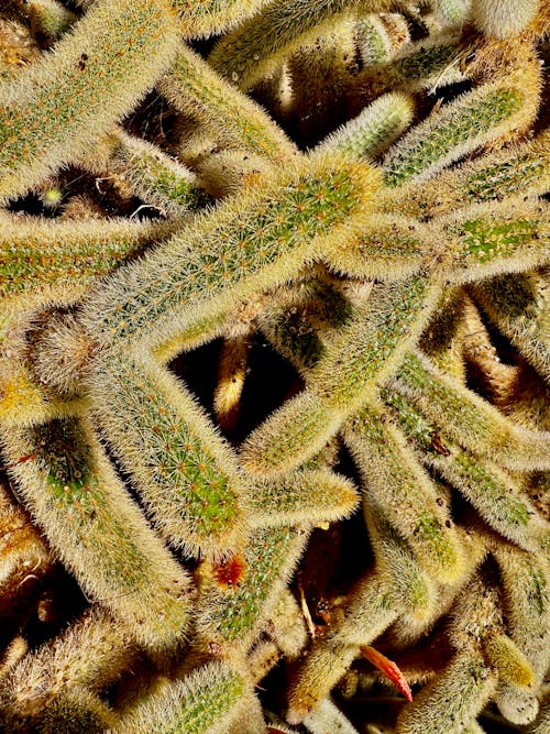 Close up of Green Cactus