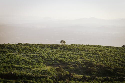 Foto profissional grátis de arbustos, cenário, colina