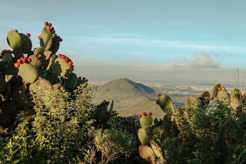 Základová fotografie zdarma na téma kaktus, kopec, krajina