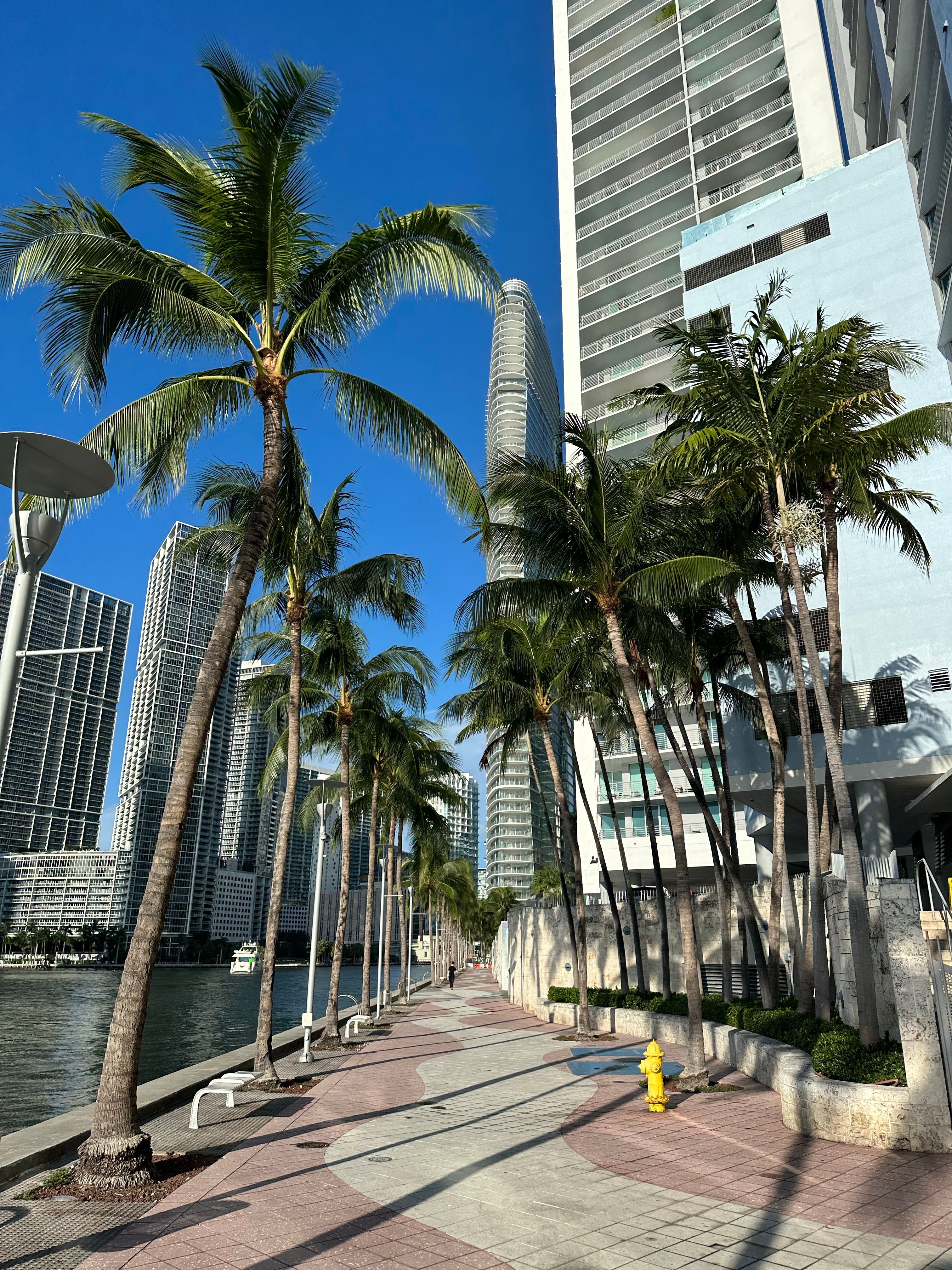 Palm trees along a downtown promenade