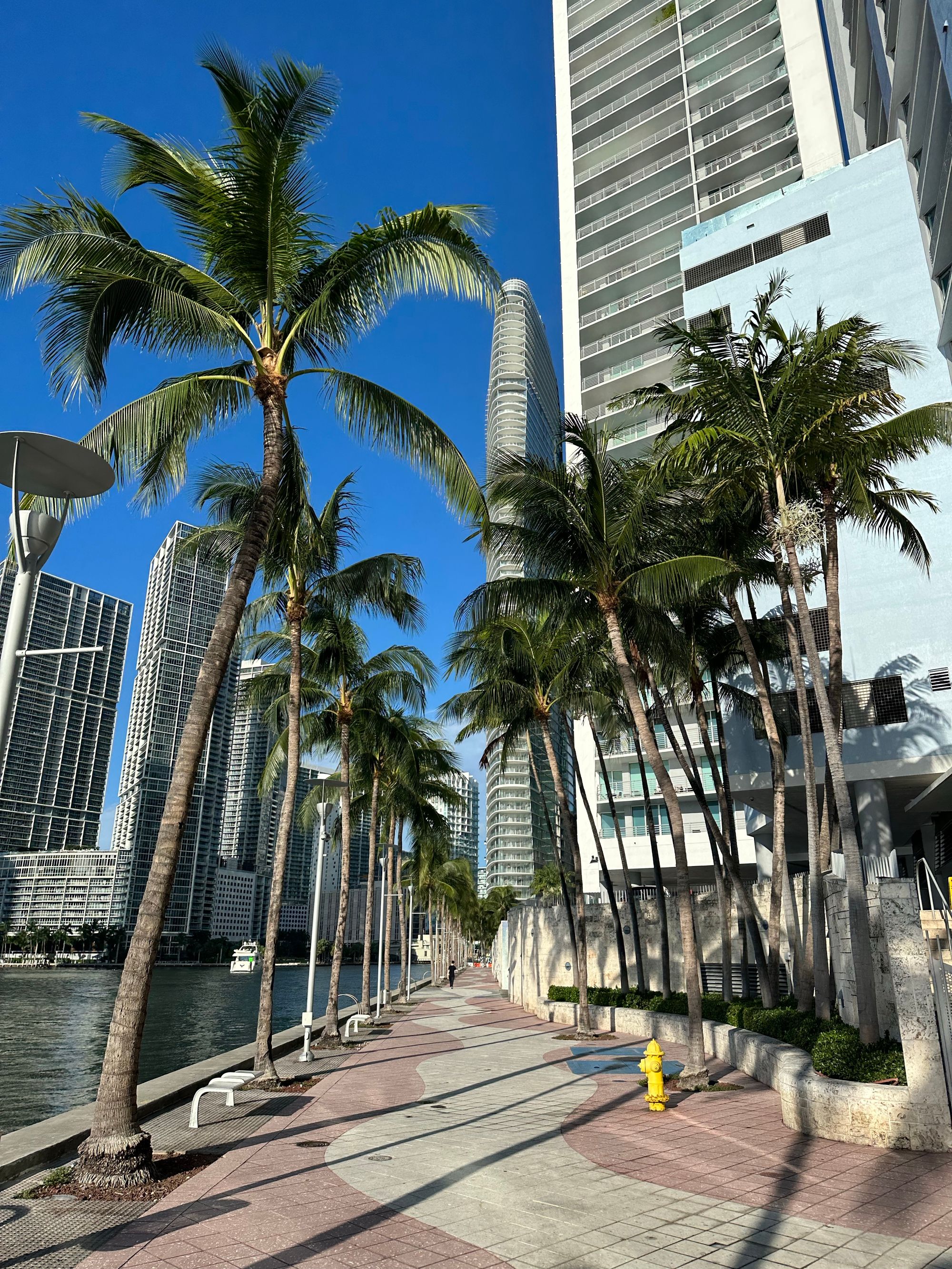 Palm trees along a downtown Miami promenade