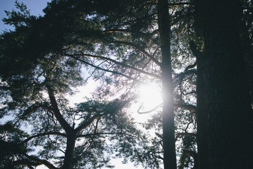 Free Sunlight filtering through a forest canopy, creating a tranquil and natural scene. Stock Photo