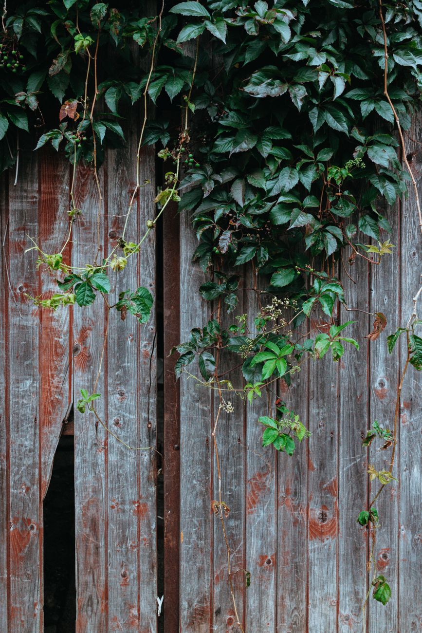 safely detaching overgrown vine from garden fence UK
