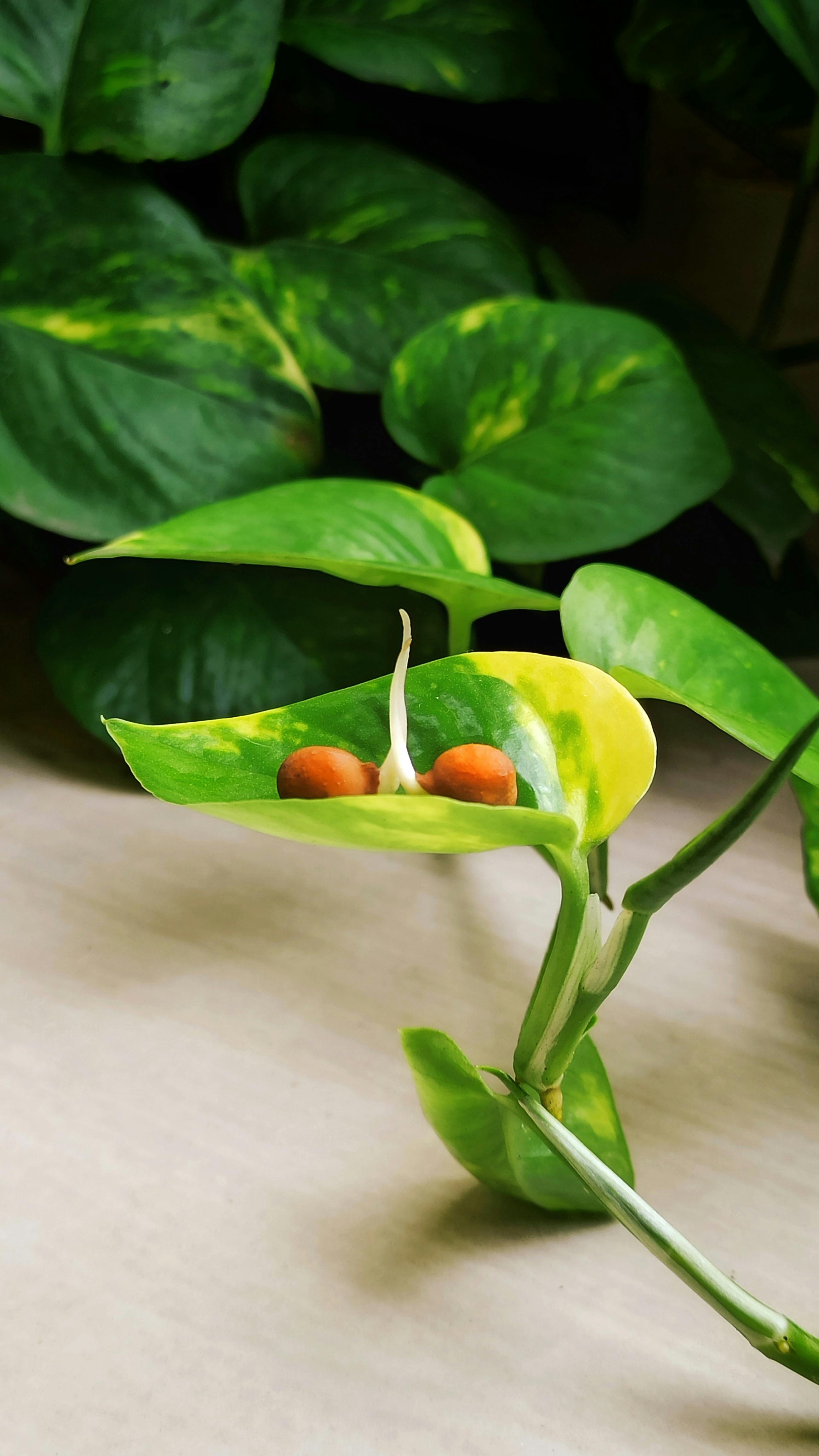 money plant chinese new year