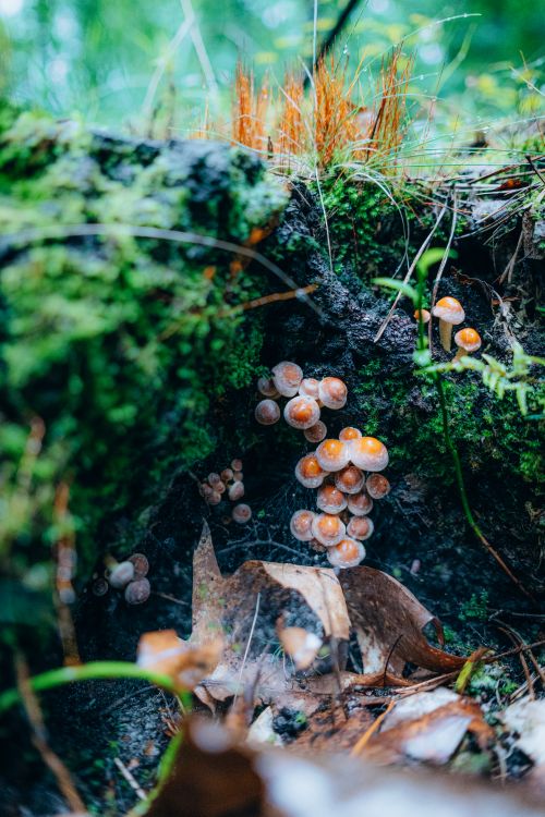 Free Close-up shot of mushrooms growing among moss and leaves on a forest floor. Stock Photo