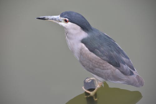 Gratis stockfoto met dierenfotografie, meer, nachtreiger