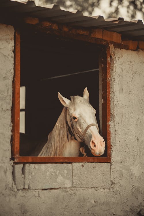 Gratis lagerfoto af dyrefotografering, hest, lodret skud