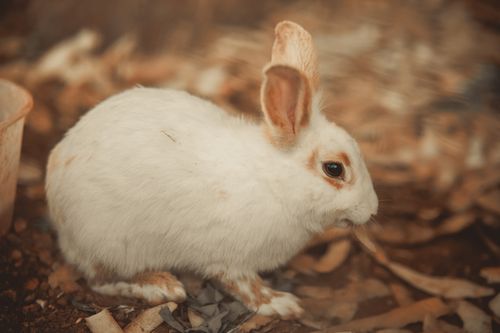 Free Charming close-up of a white rabbit sitting on dry autumn leaves, perfect for animal lovers. Stock Photo