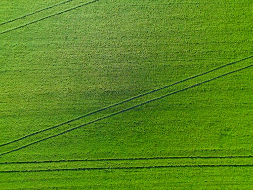 Foto profissional grátis de agricultura, agricultura no terraço, alto