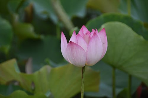 Pink Lotus Flower