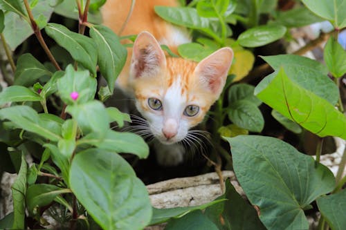 Little Cat Among Plants in a Garden
