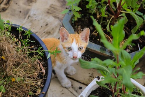 Free Ginger kitten with green eyes peering between pots of lush garden plants outdoors. Stock Photo