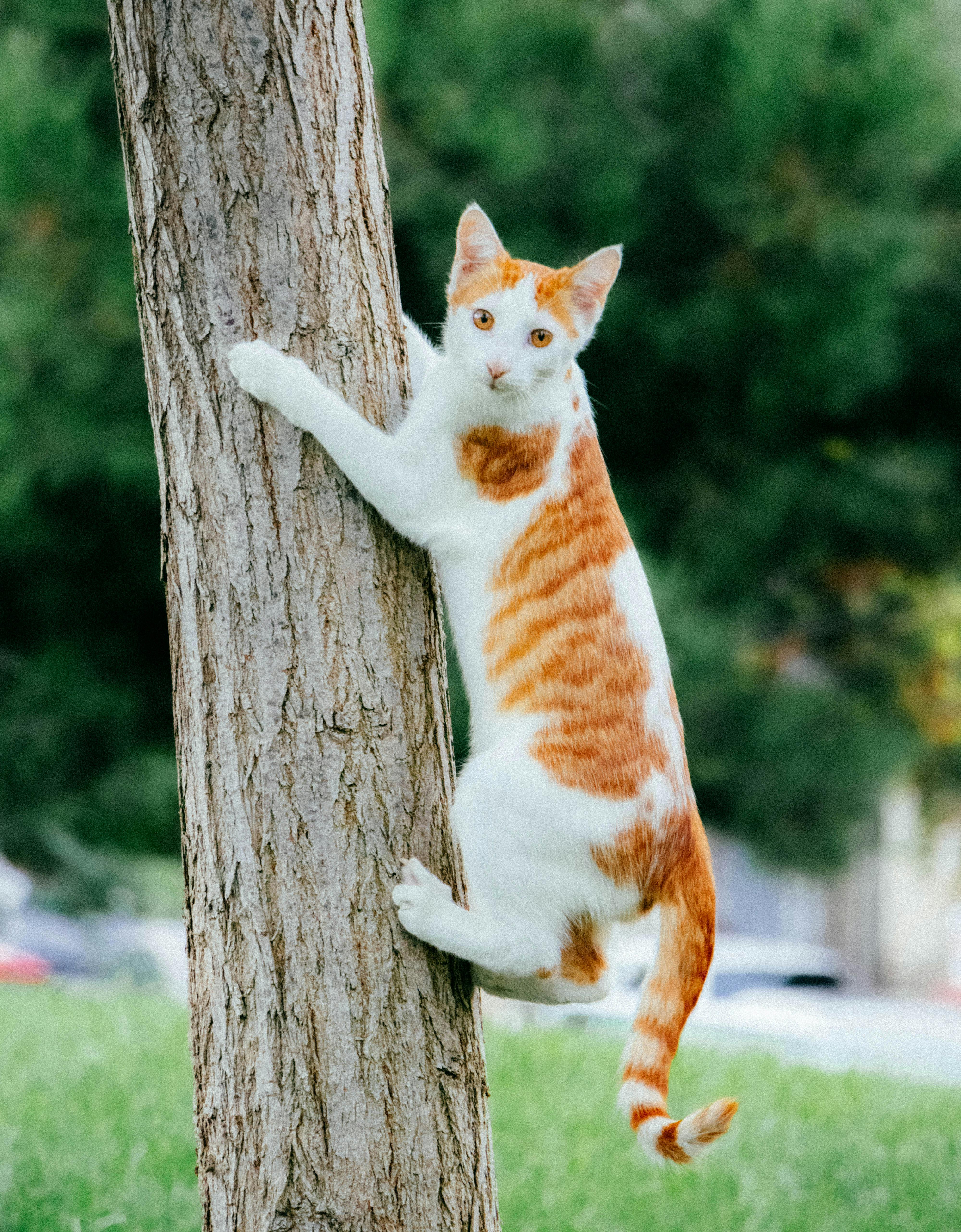 A cat climbing up a tree trunk Free Stock Photo