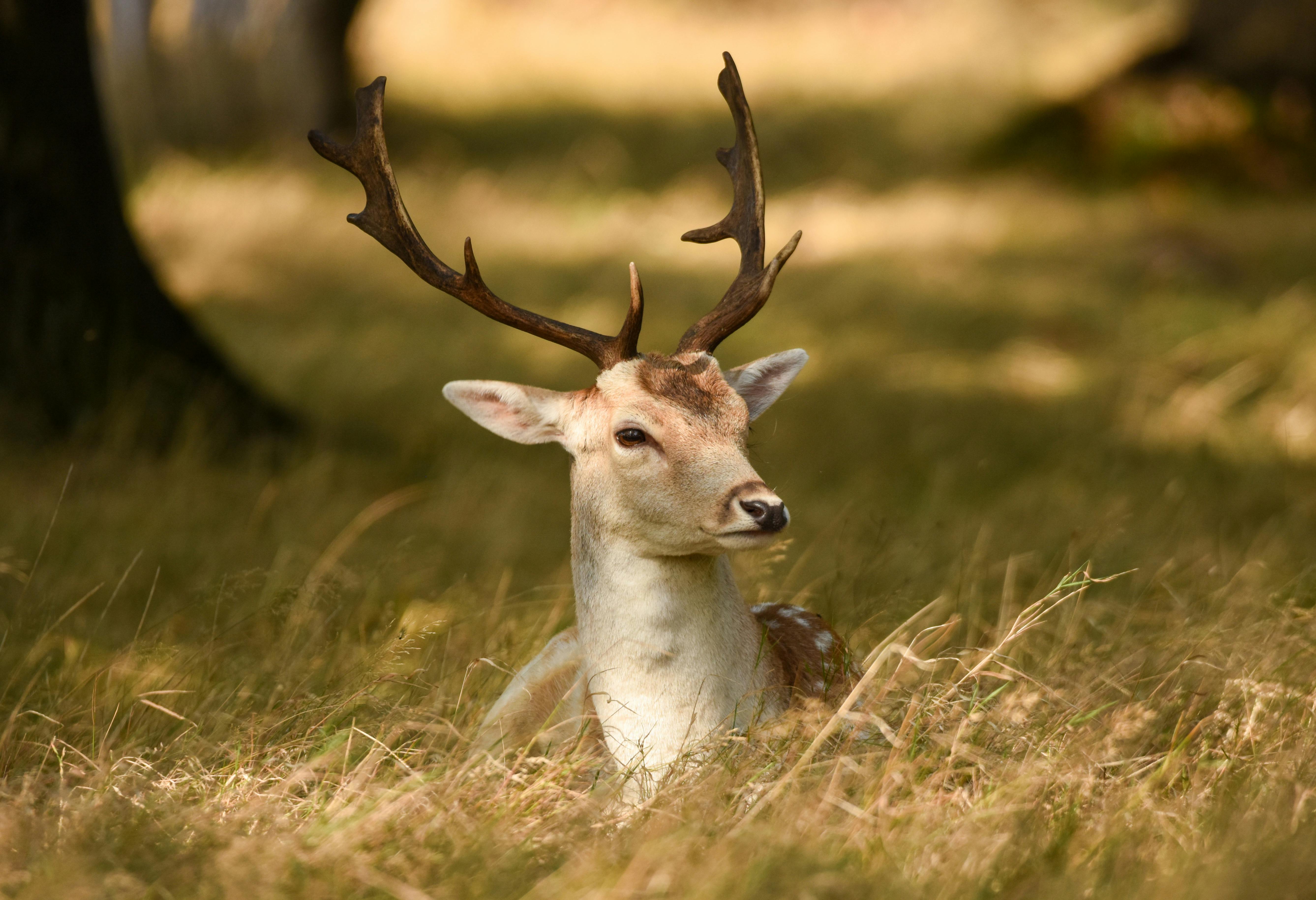 grátis Foto profissional grátis de animais selvagens, animais selvagens britânicos, animal Foto profissional