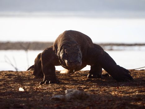 Komodo dragons with a ranger — Komodo Islands