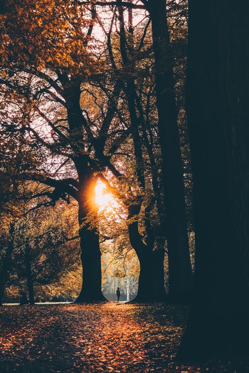 Free A serene autumn scene in Hamburg with sunlight filtering through trees, highlighting the vibrant fall foliage. Stock Photo