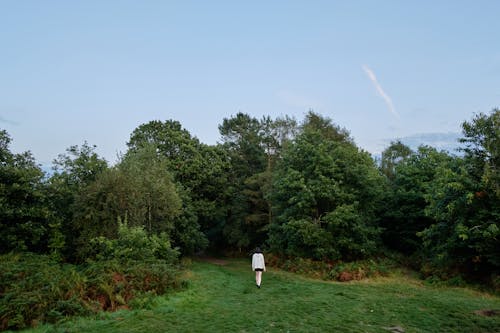 Photos gratuites de agriculture, arbre, bois