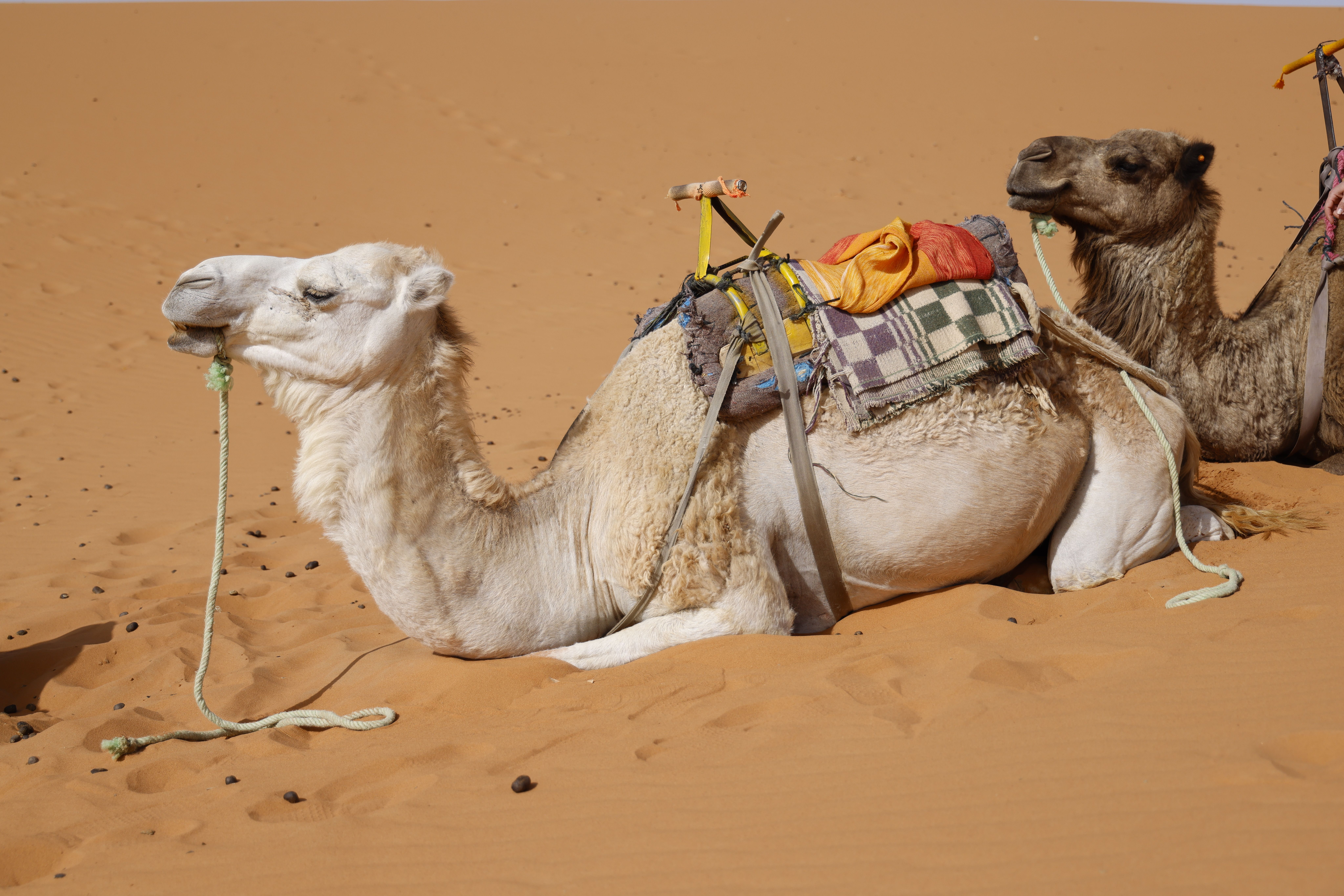 CamelCase : Convention Nommage Programmation
