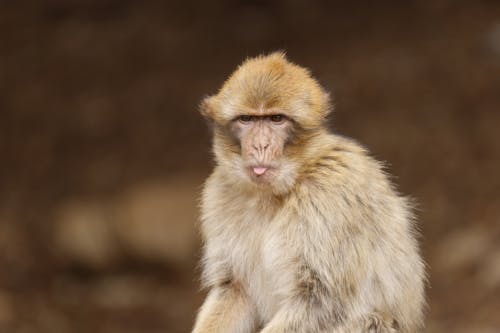 Kostenloses Stock Foto zu affe, kopf, nahansicht