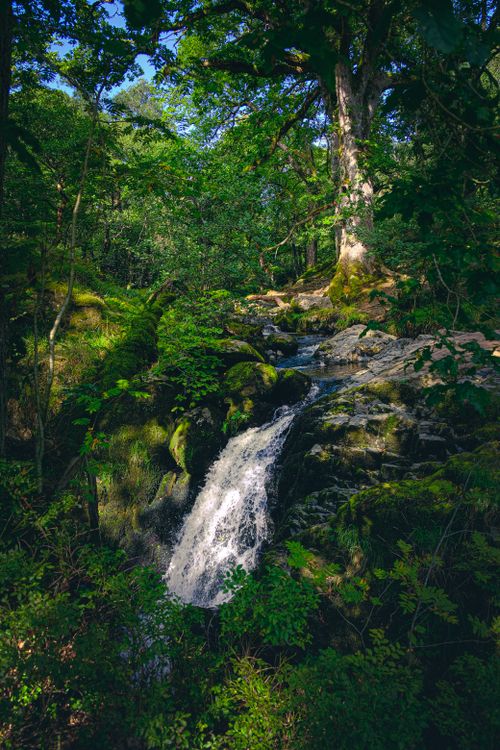 Free A tranquil waterfall cascading through a verdant forest landscape in summer, perfect for nature lovers. Stock Photo