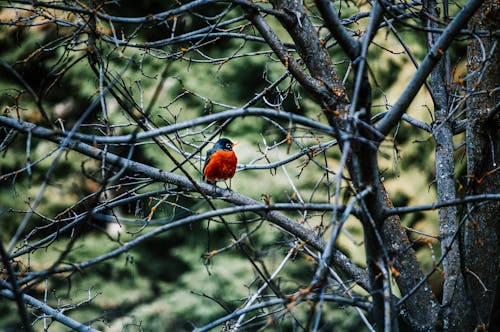 Free stock photo of nature, orange bird, robin