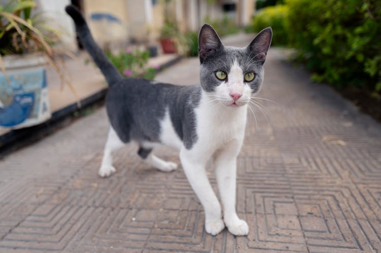 Kitten On Sidewalk