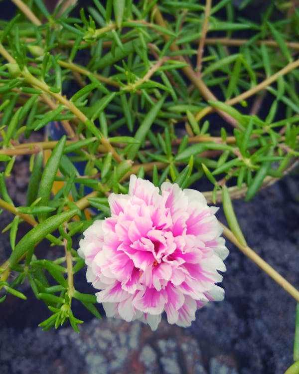 бесплатная Розовый и белый лепесток цветка Стоковое фото