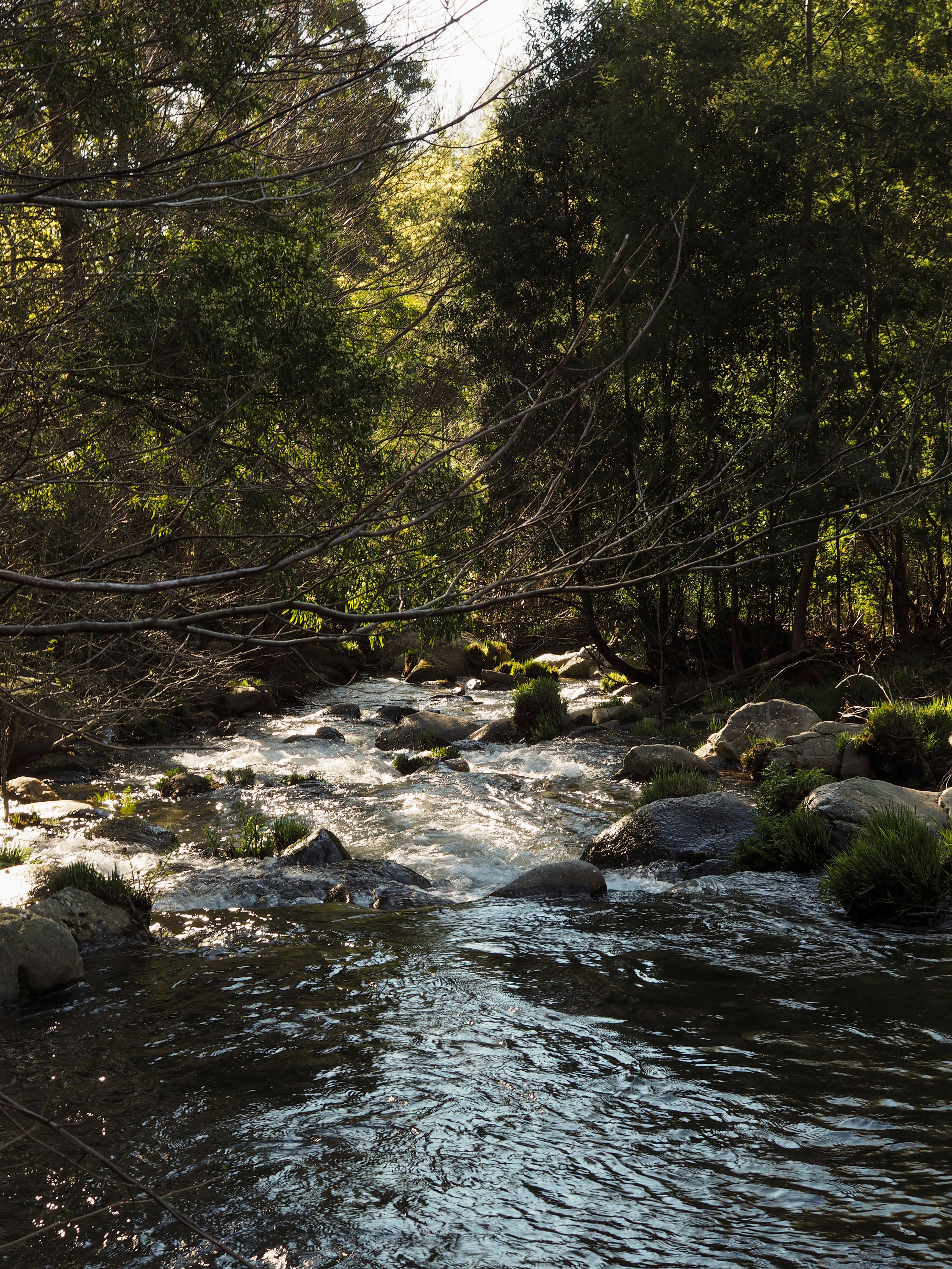 Fotomural Arroyo pacífico fluyendo a través de un bosque, la luz del sol filtrándose entre los árboles.