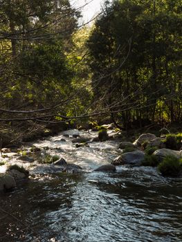 Peaceful stream flowing through a forest, sunlight filtering through trees.