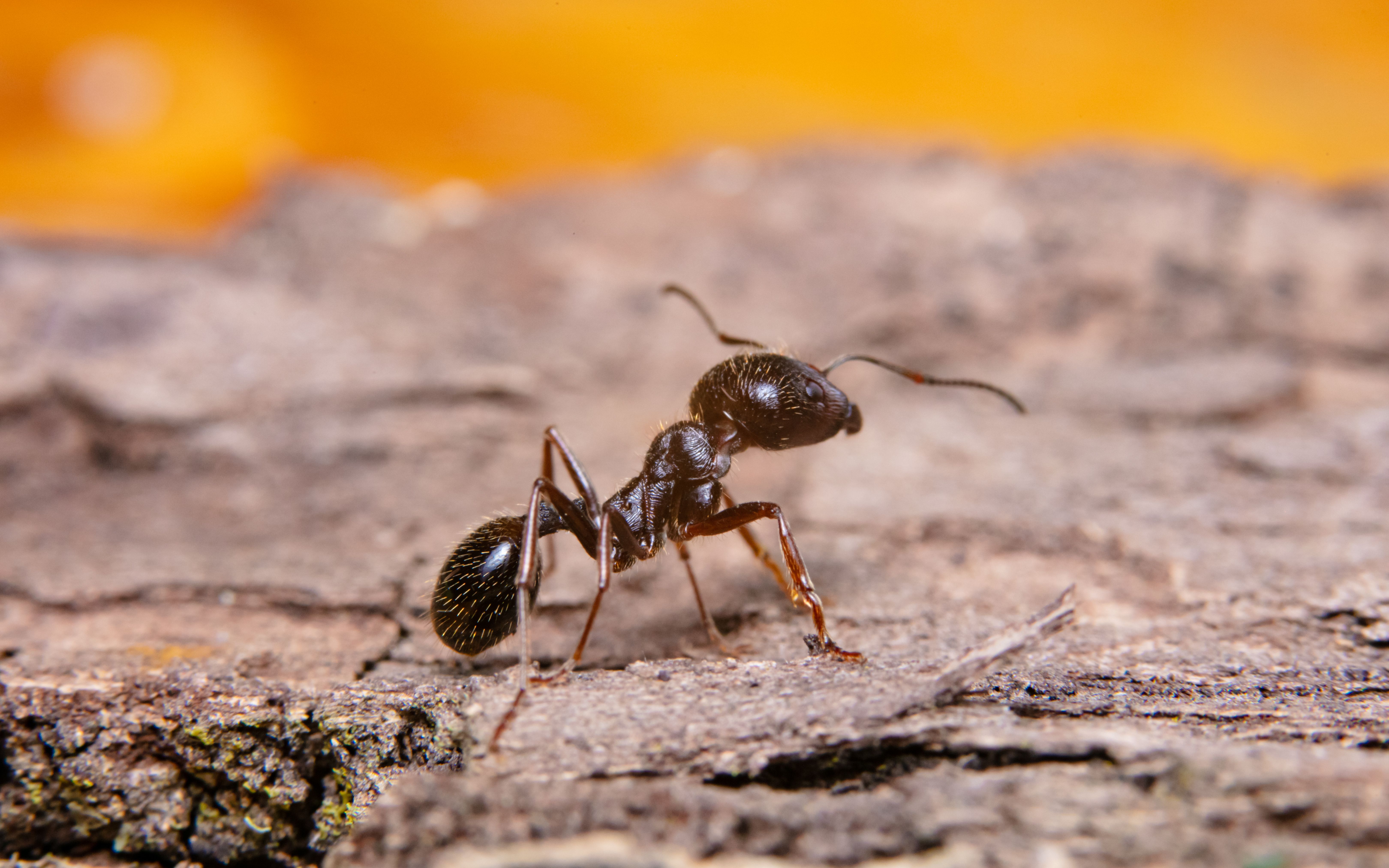 Formiga Doceira Chapecó: Como Lidar com Infestações