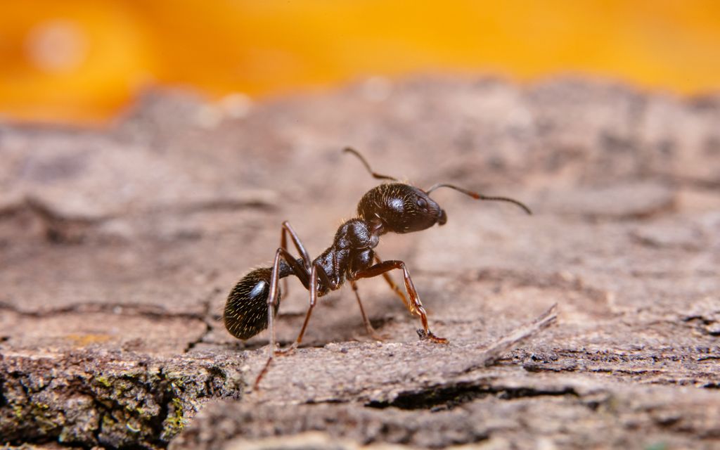 Formiga Doceira Chapecó: Como Lidar com Infestações