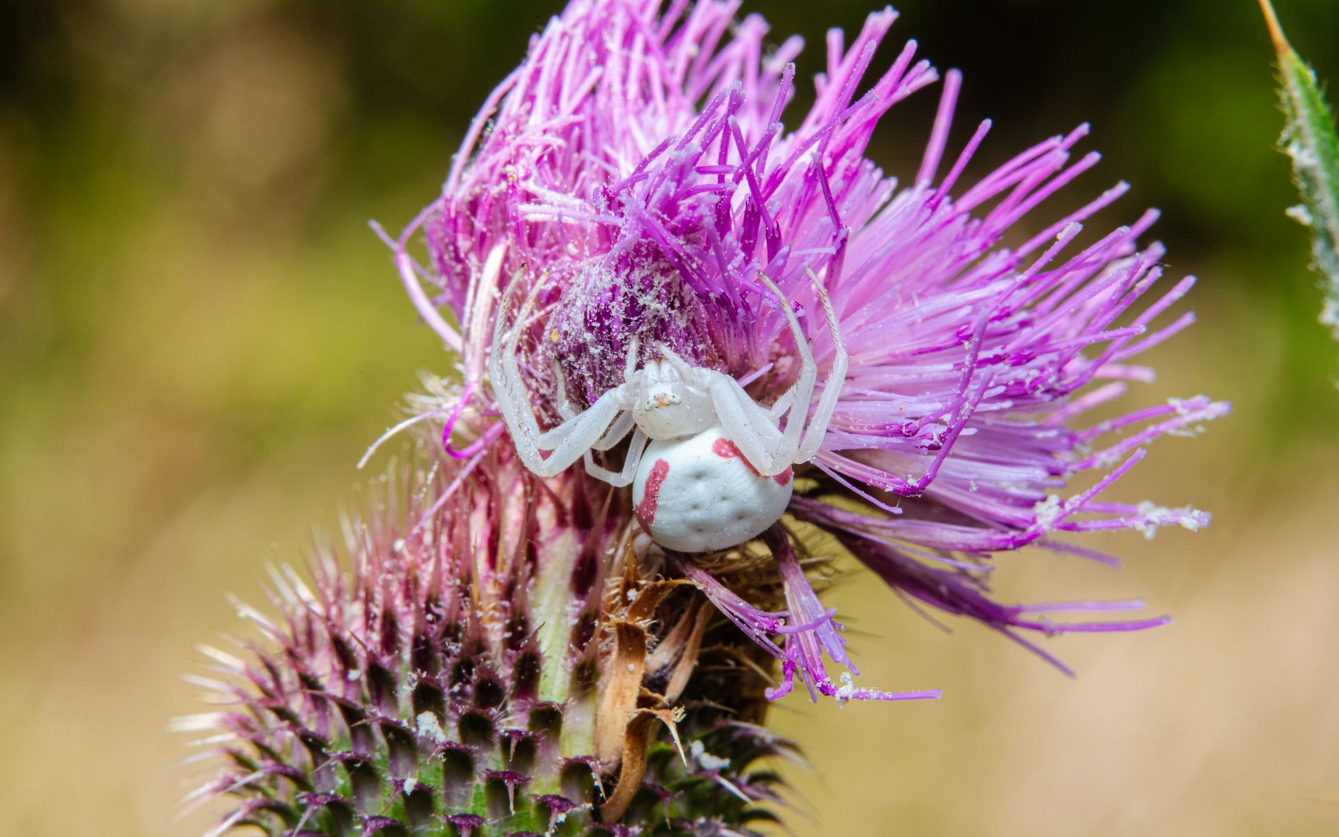 A vibrant capture of a crab spider camouflaged on a blooming purple thistle flower.
