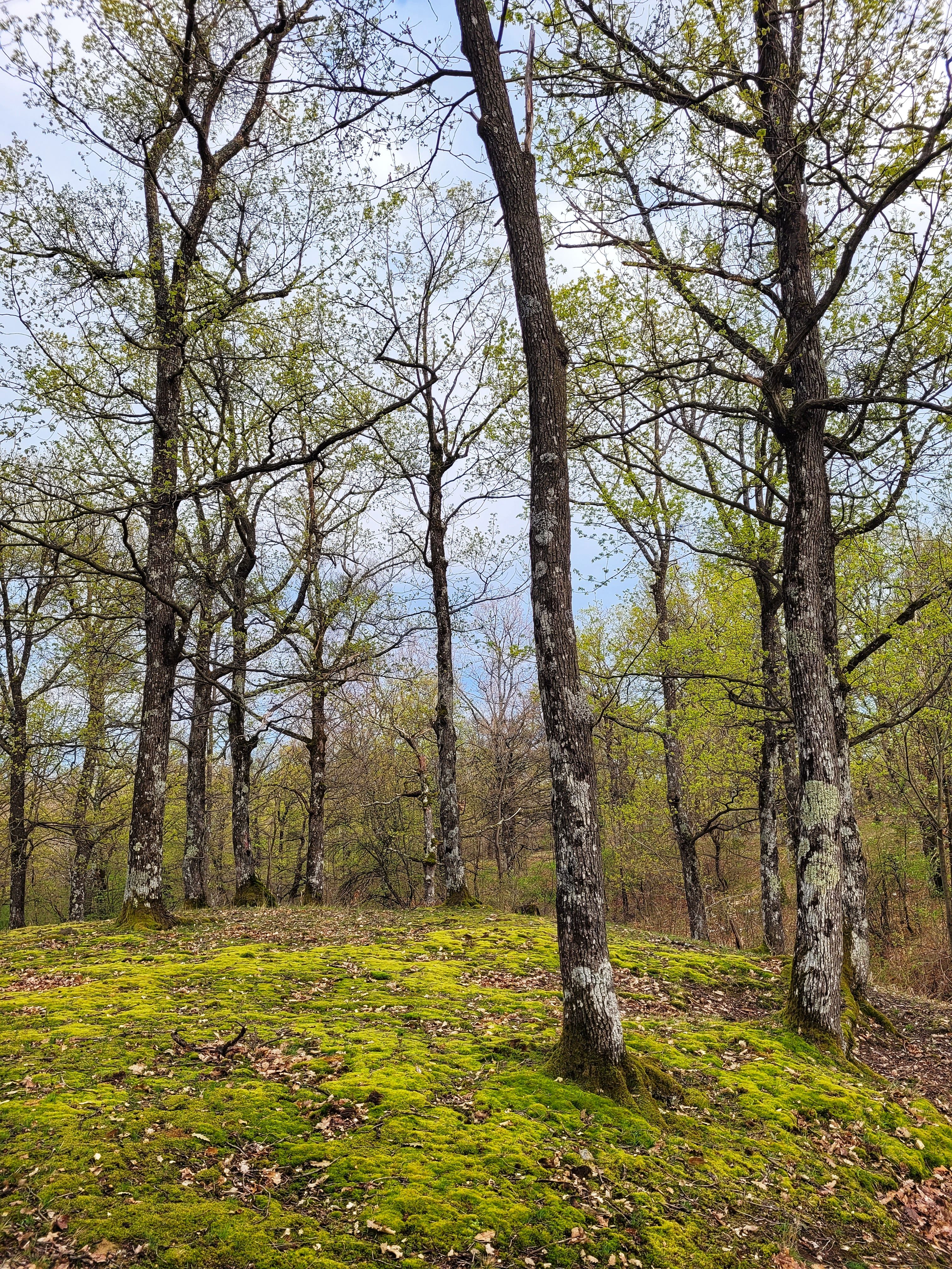 A forest with trees and moss on the ground · Free Stock Photo