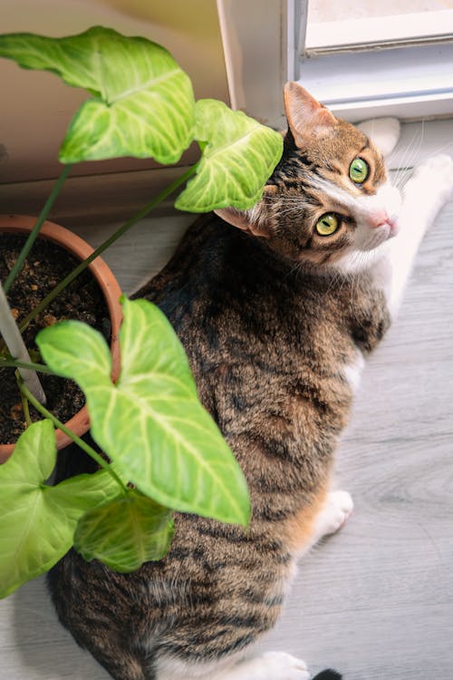 A cat is sitting on the floor next to a plant