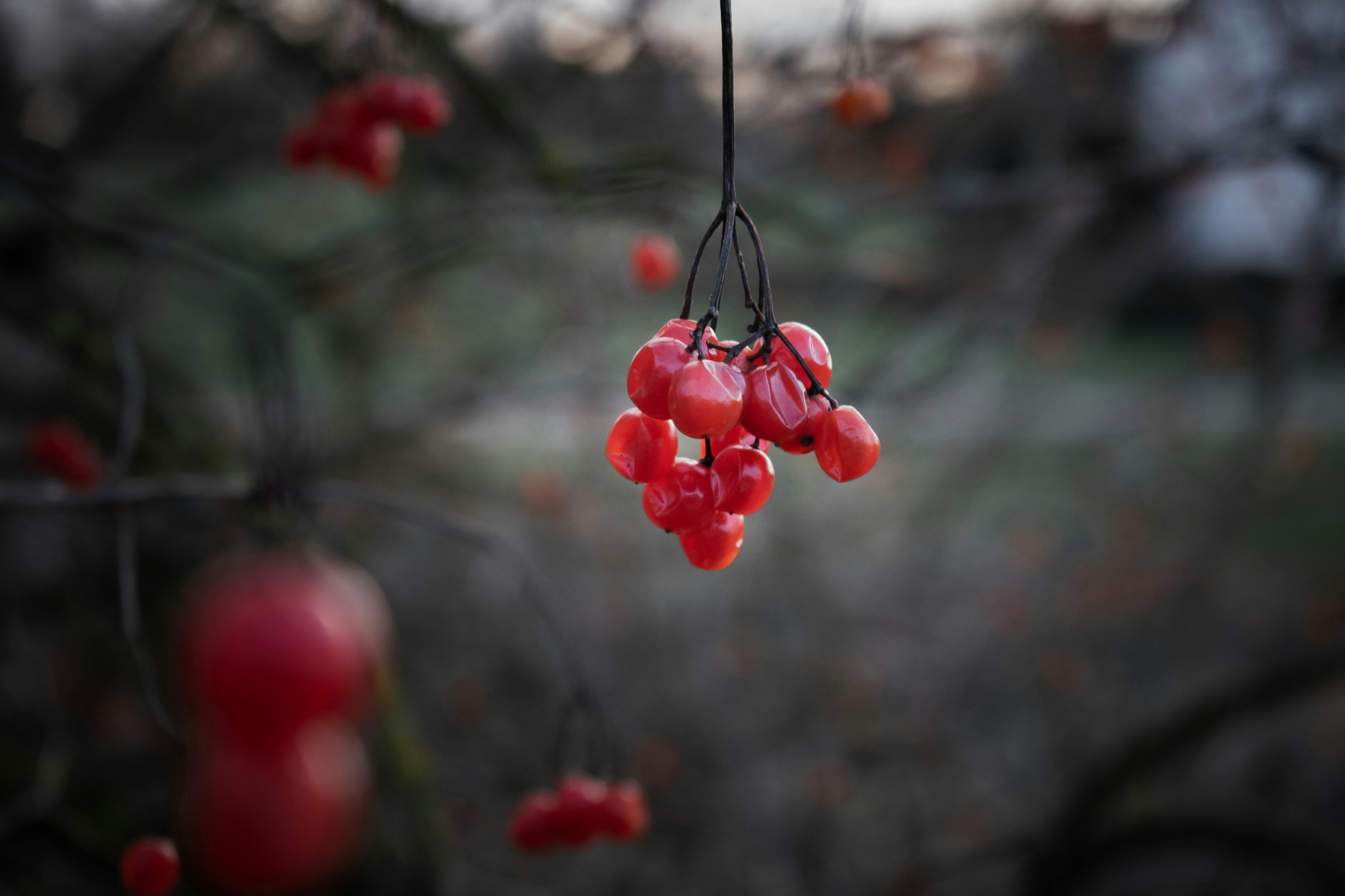 Free stock photo of berries, berry, red