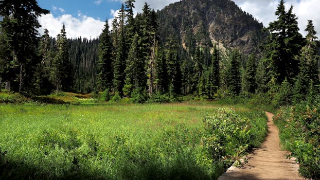 沿着宁静的小径蜿蜒穿过郁郁葱葱的森林，可以欣赏山景和充满活力的绿意
